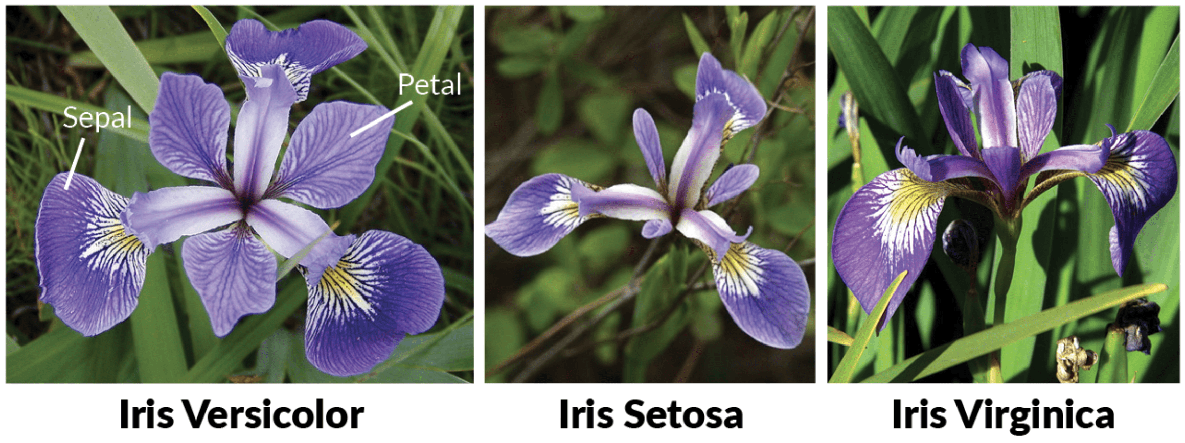 Três tipos da flor Iris: Versicolor, Setosa e Virginica.