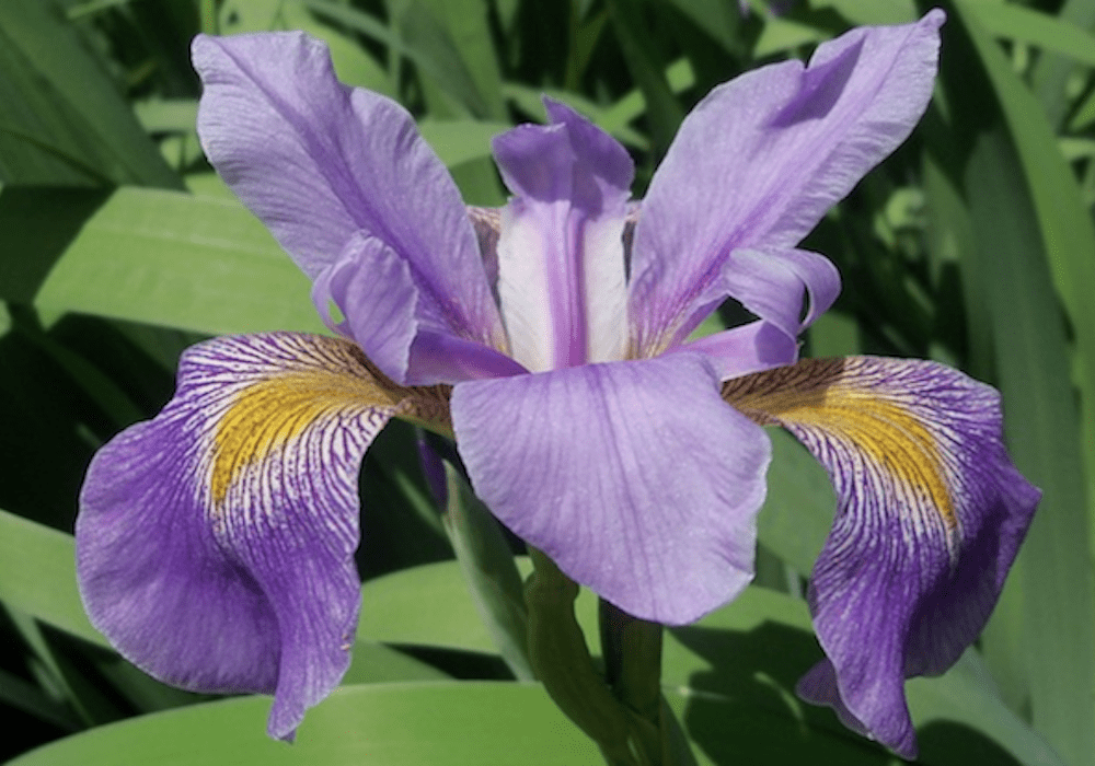 Decision Tree: Aprendendo a classificar flores do tipo Iris