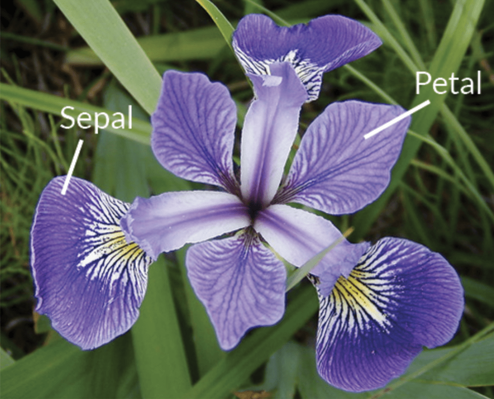 características da flor Iris.